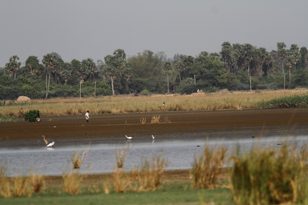 poaching at siruthavur