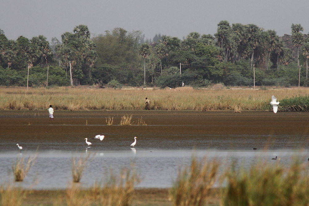 poaching at siruthavur