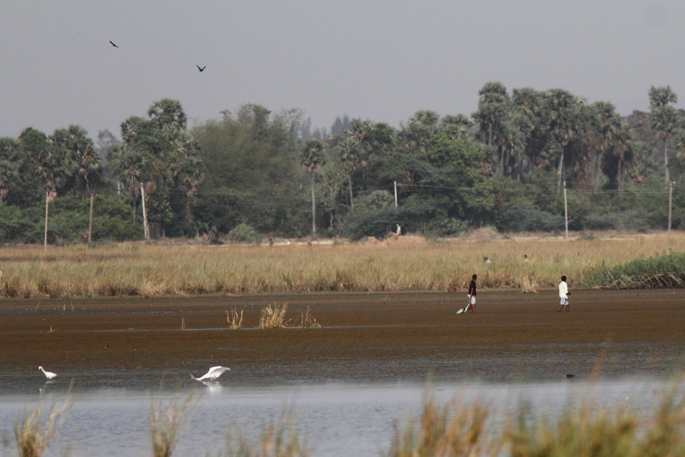 poaching at siruthavur