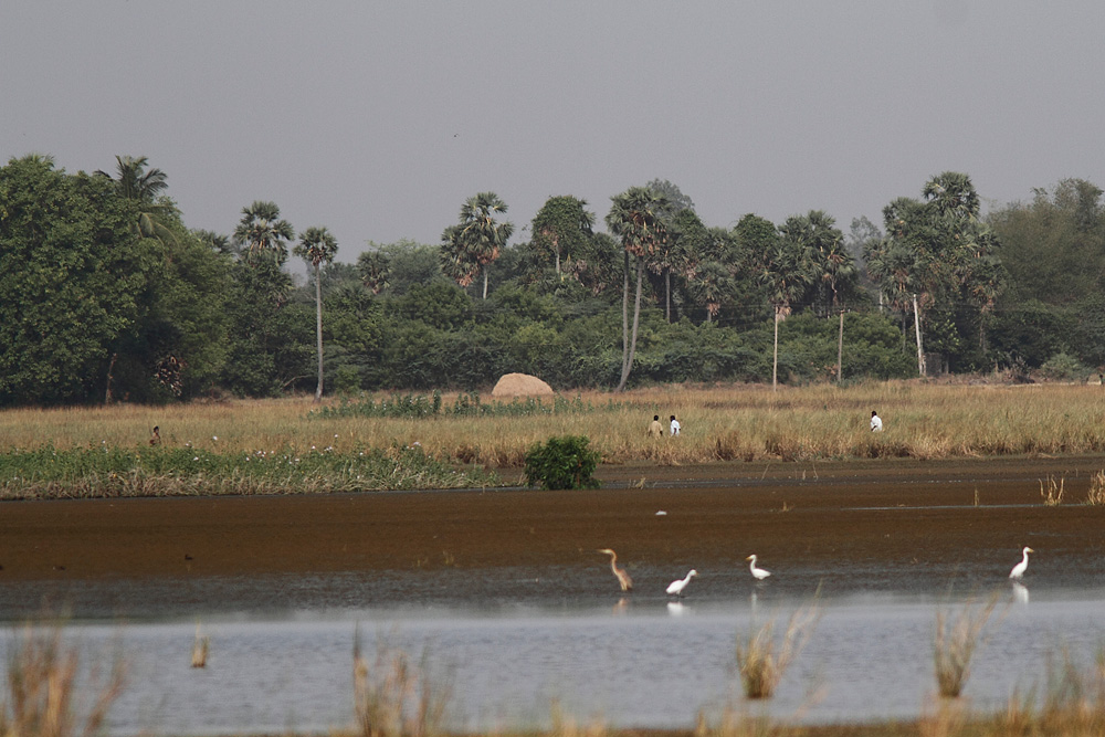 poaching at siruthavur