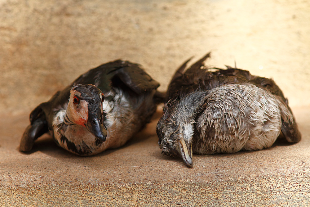 cotton teal (cotton pigmy goose)(Nettapus coromandelianus)