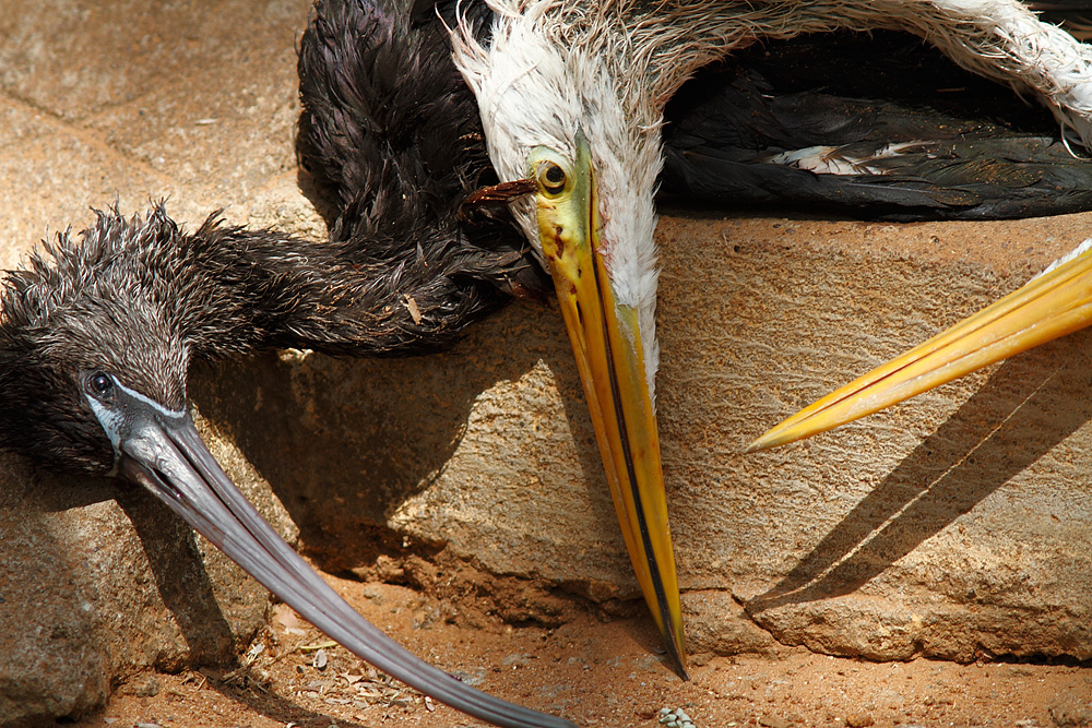 wildlife crime, dead birds eyes beaks