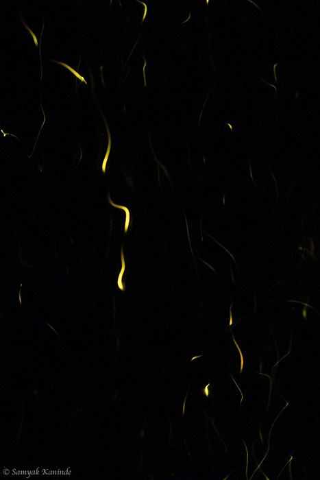 The Fireflies (Lampyridae)(glowowrm) 