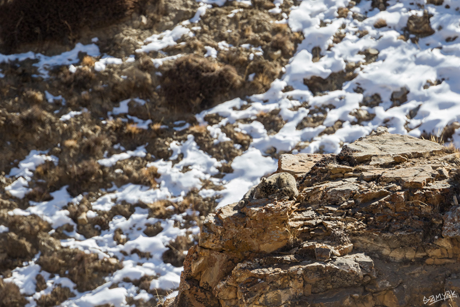 snow leopard (Panthera uncia) photography tour to Spiti Valley
