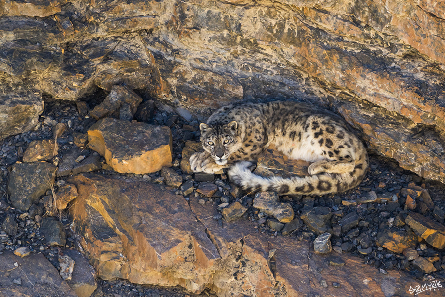 snow leopard (Panthera uncia) photography tour to Spiti Valley 