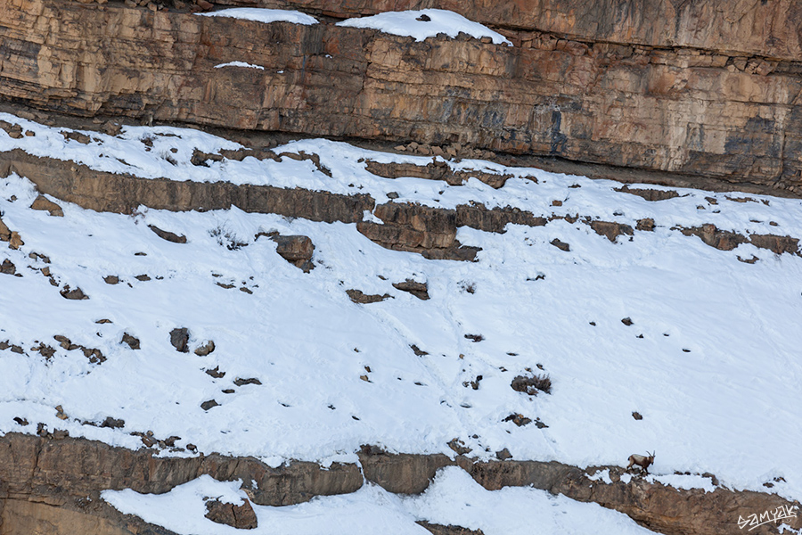 snow leopard (Panthera uncia) photography tour to Spiti Valley 