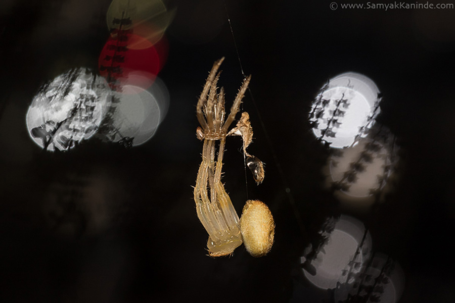 Orb Weaver Spider (garden spider) (arachnid)