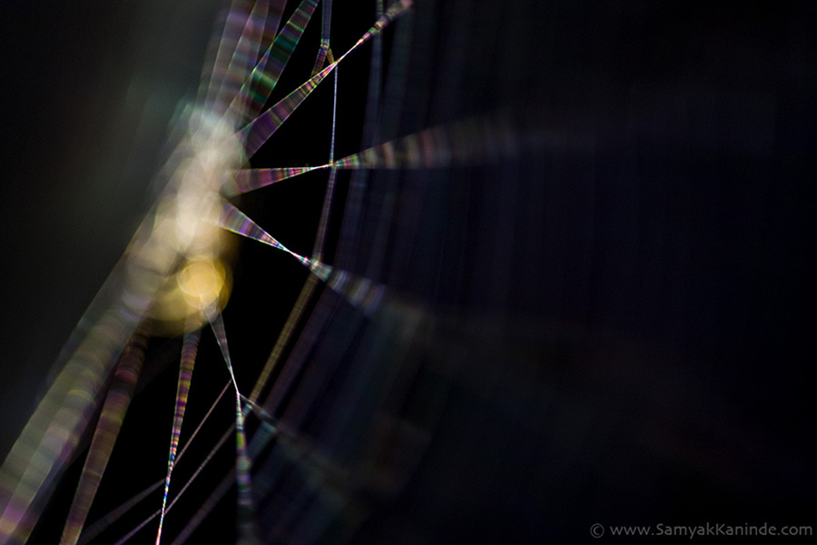Orb Weaver Spider (garden spider) (arachnid)