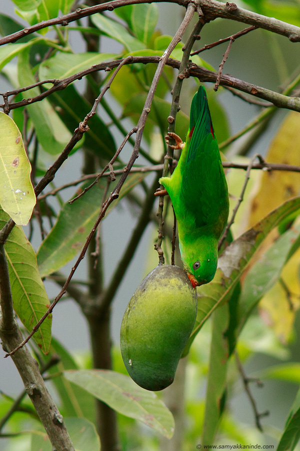 Vernal Hanging Parrot (Loriculus vernalis)