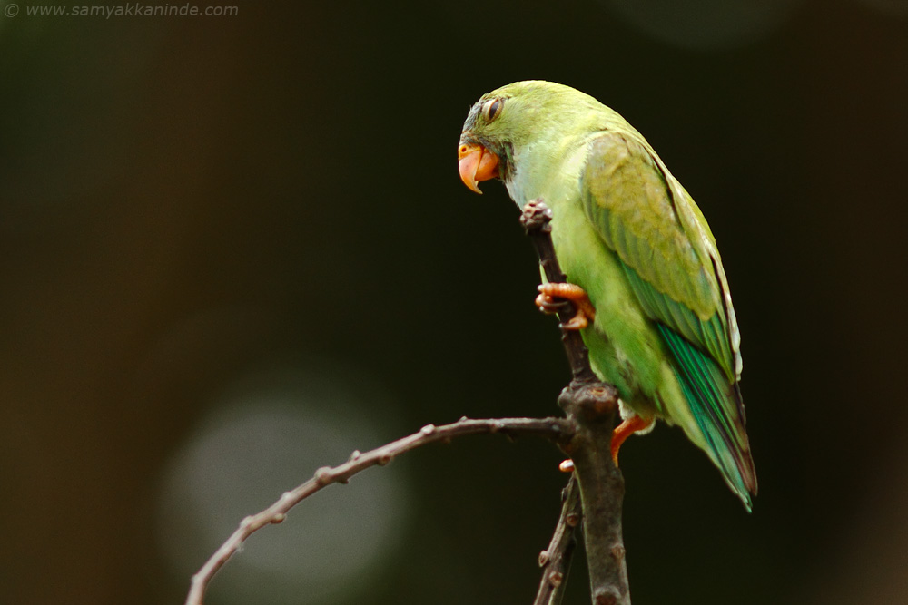 Vernal Hanging Parrot (Loriculus vernalis)
