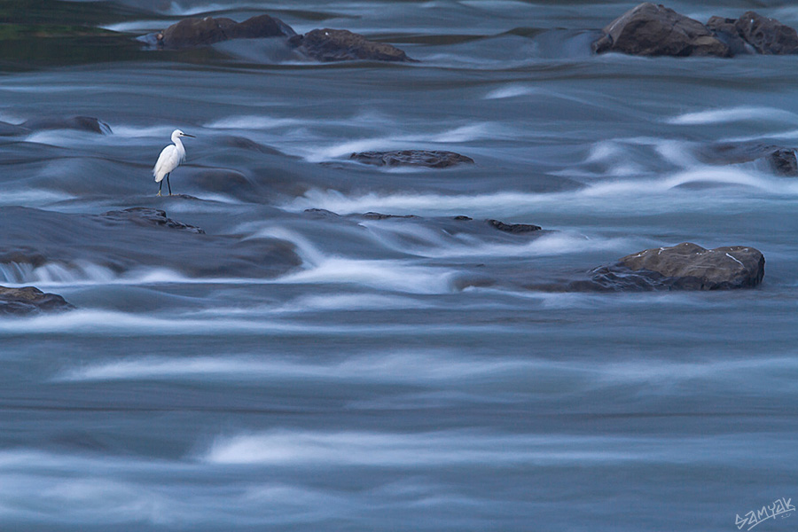 Little Egret (Egretta garzetta) by the river