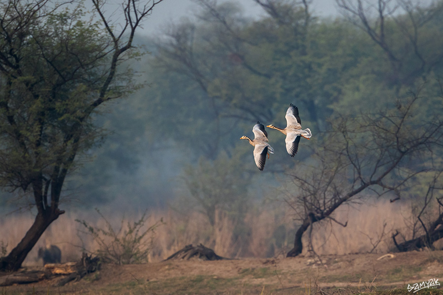 Bharatpur Bird Sanctuary Photography Tour Workshop