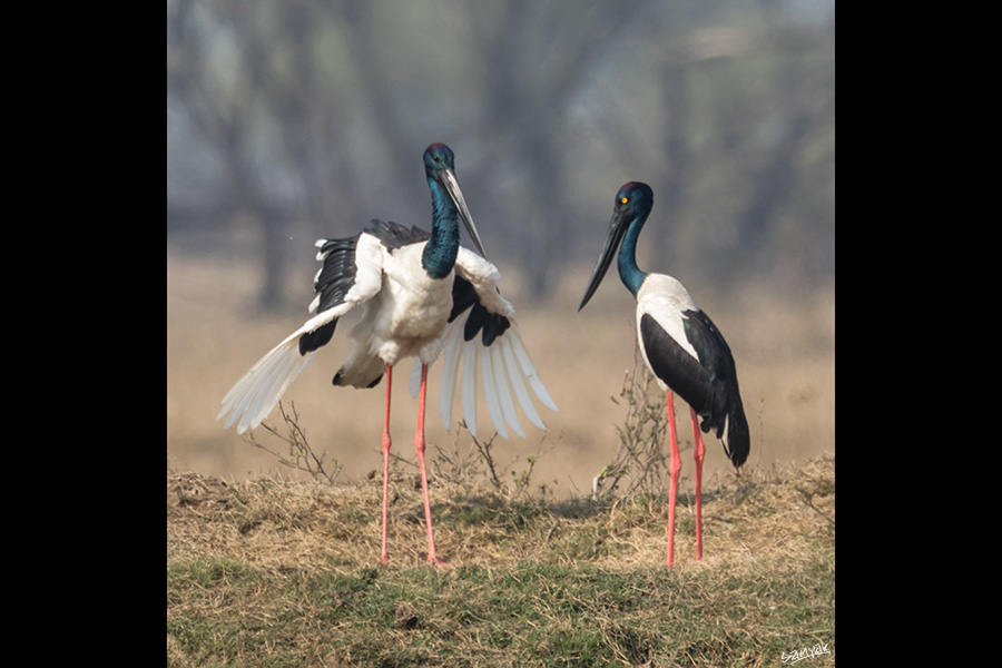 Bharatpur Bird Sanctuary Photography Tour Workshop