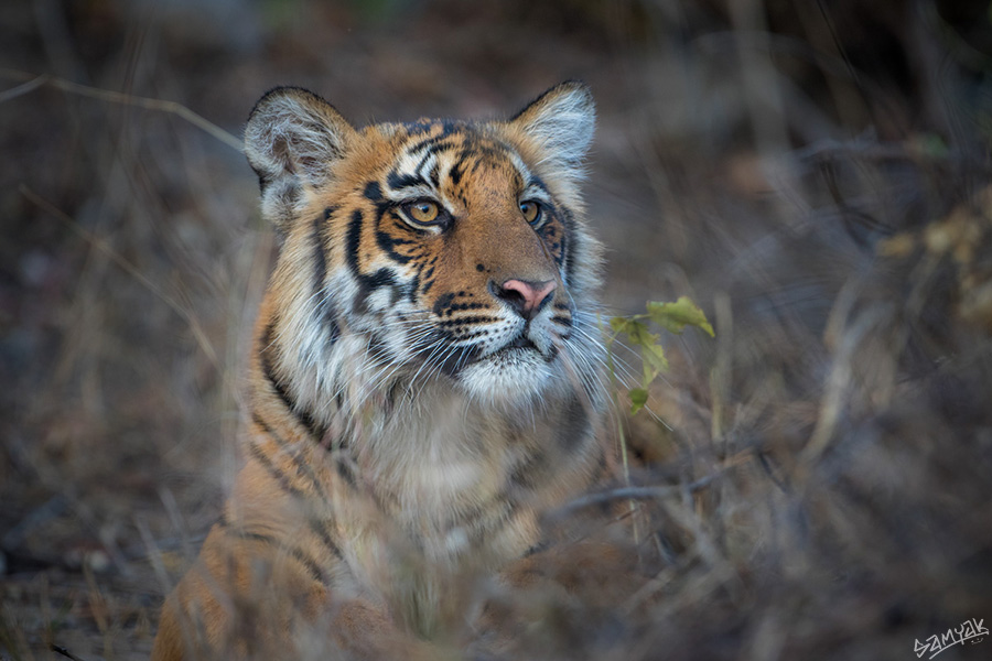 Jim Corbett Photography Tiger Safari Workshop