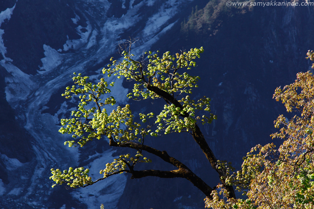 tree