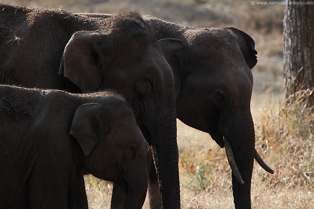 Asiatic elephant (Elephas maximus)