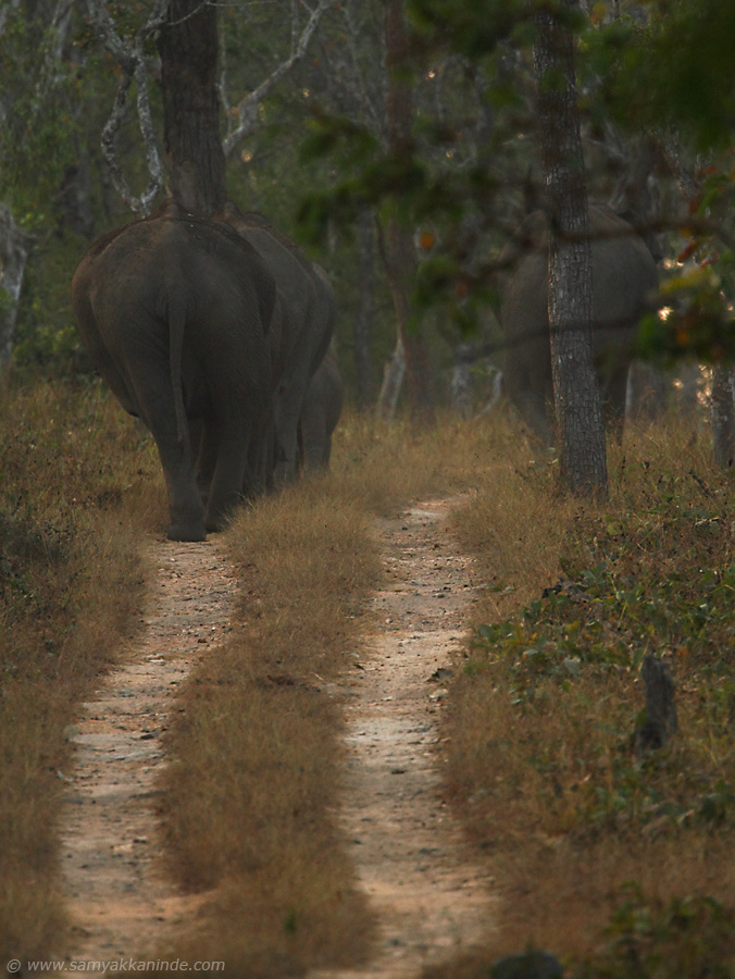 The Asiatic elephant (Elephas maximus) herd.