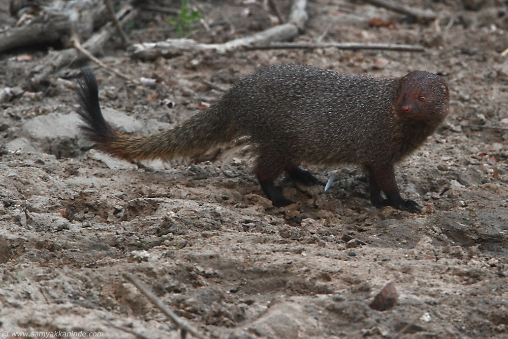 stripe-necked mongoose (Herpestes vitticollis)