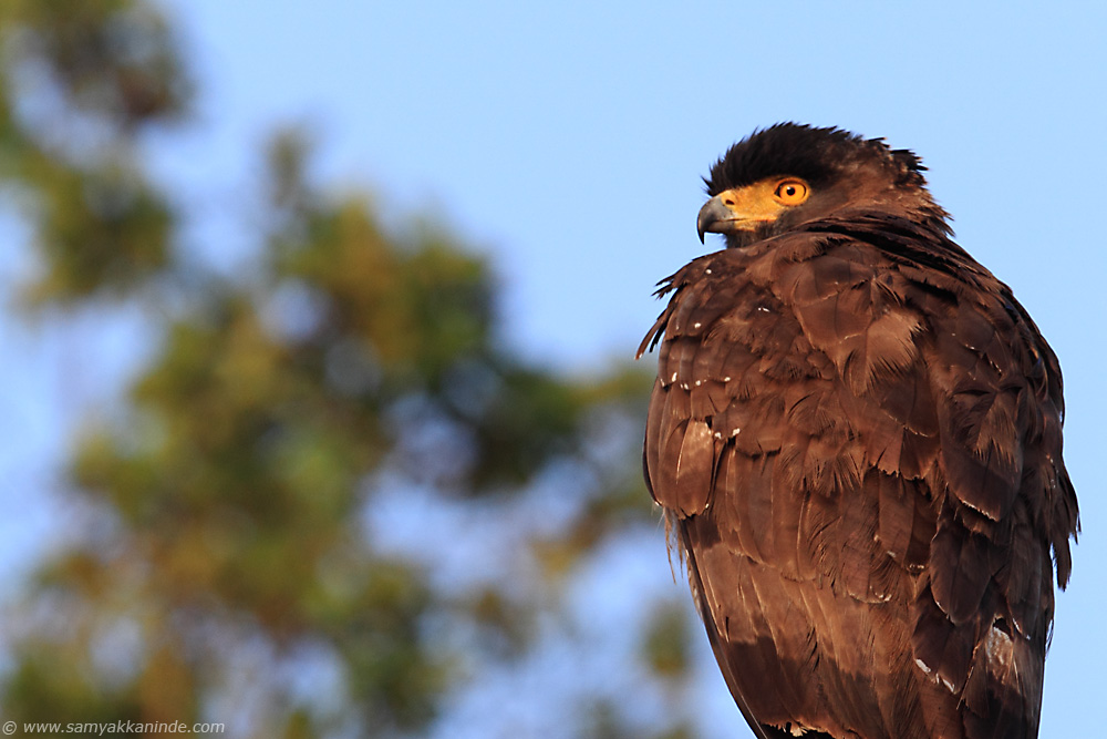 Crested Serpent Eagle (Spilornis cheela)