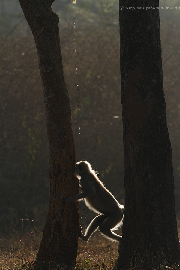 gray langur or hanuman langur (Semnopithecus entellus)