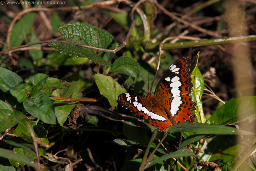 The commander (Limenitis procris)