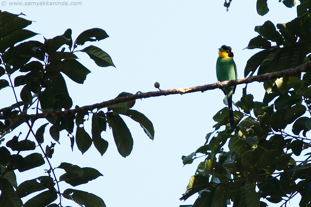 Long tailed Broadbill (Psarisomus dalhousiae)
