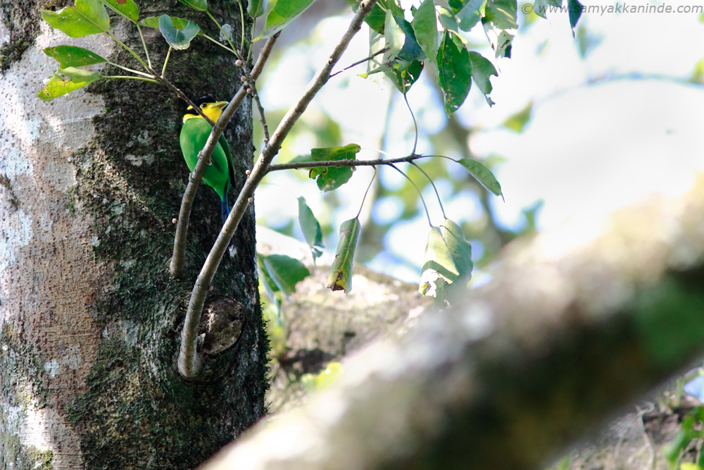 Long tailed Broadbill (Psarisomus dalhousiae)