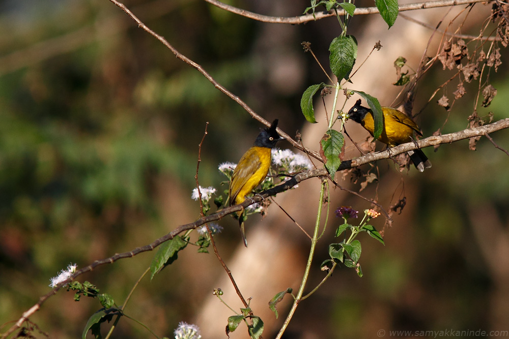 The Black-crested Bulbul (Pycnonotus melanicterus)