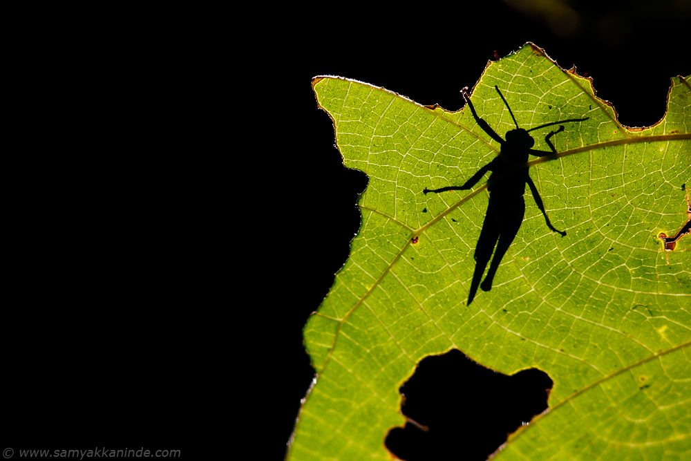 The grasshopper