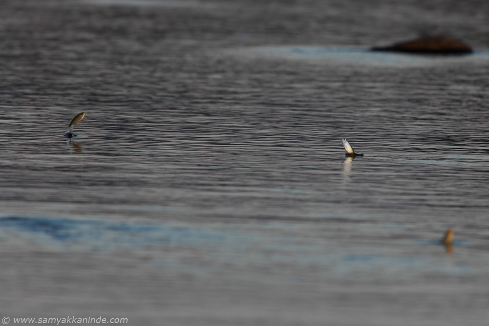 fish jumping over water