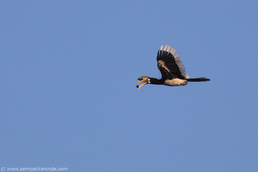 The Oriental Pied Hornbill (Anthracoceros albirostris)