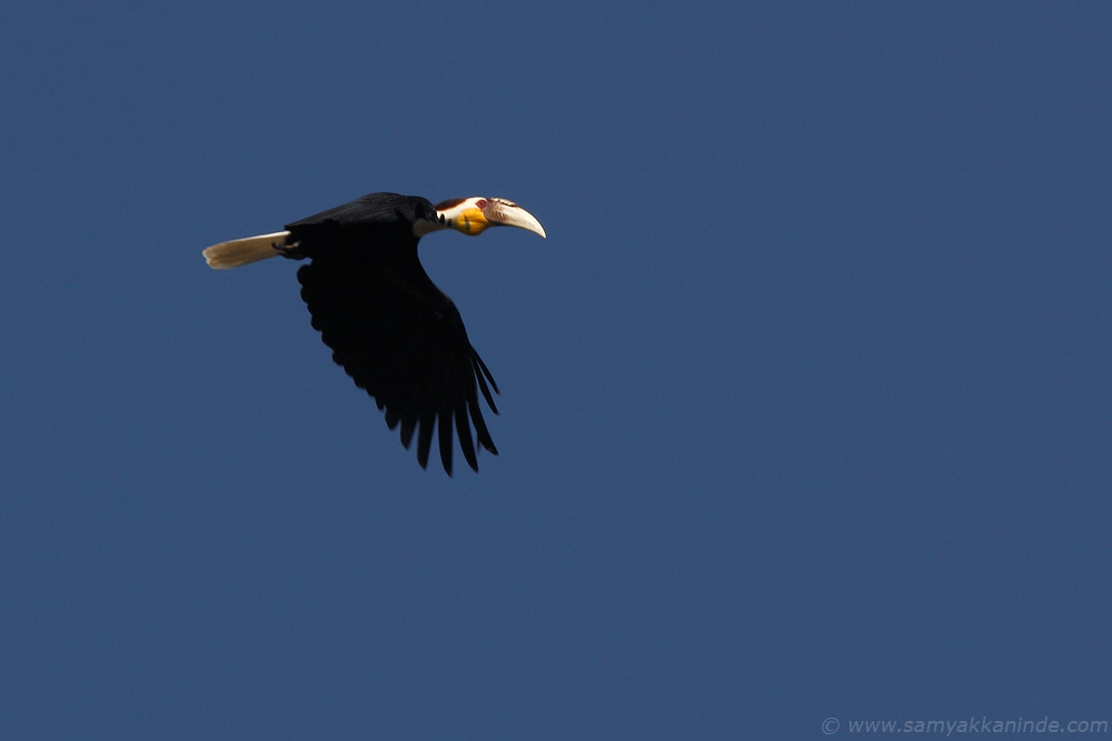 The Wreathed Hornbill (Rhyticeros undulatus)
