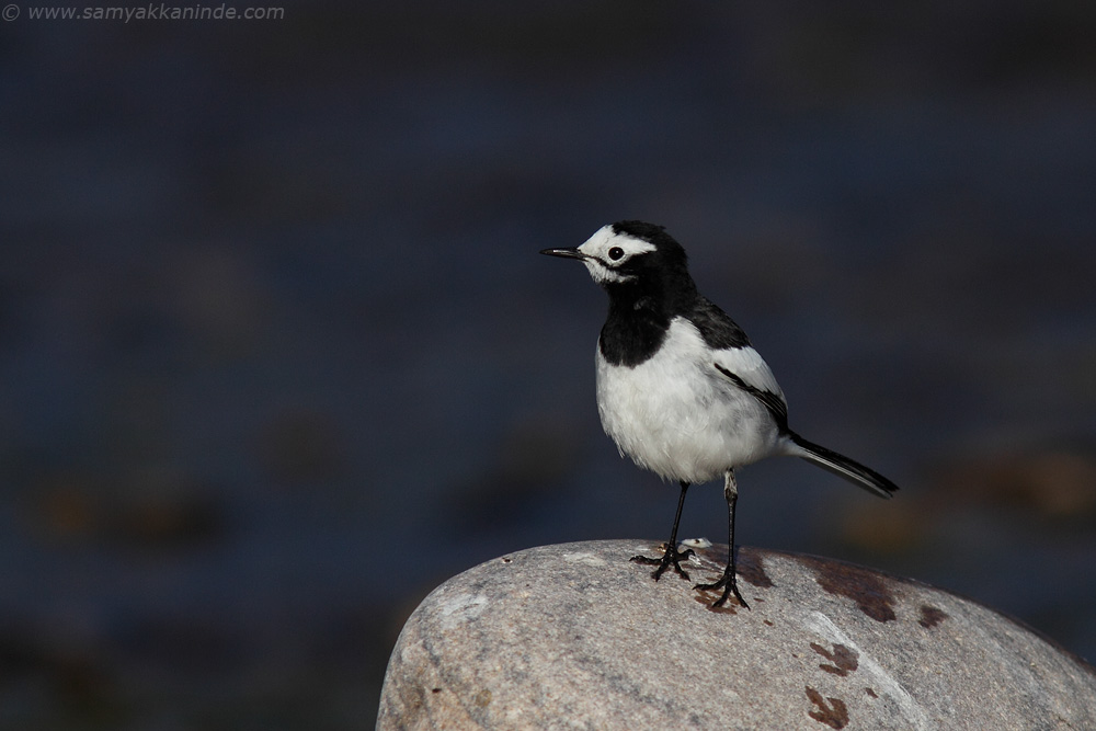 The White Wagtail (Motacilla alba)
