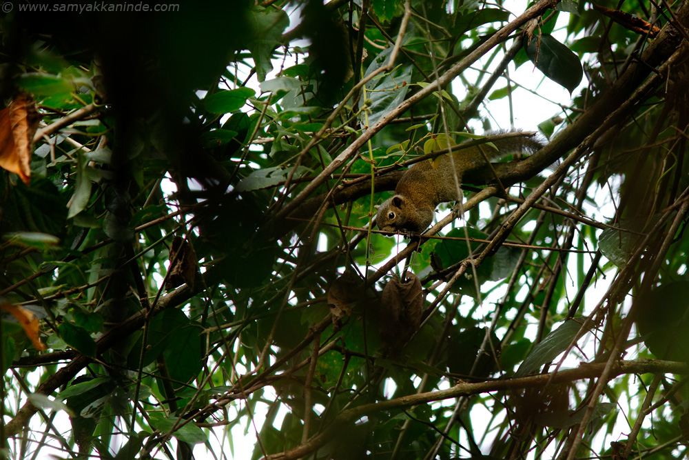 Hoary-bellied Squirrel (Callosciurus pygerythus)