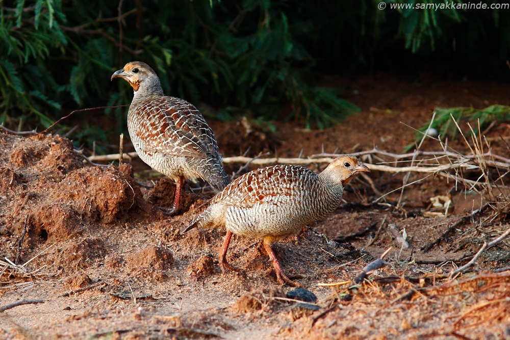 grey francolin