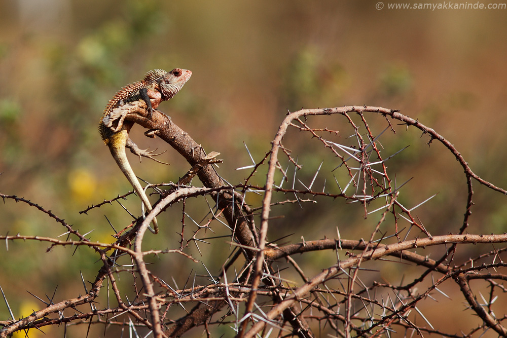 garden lizard