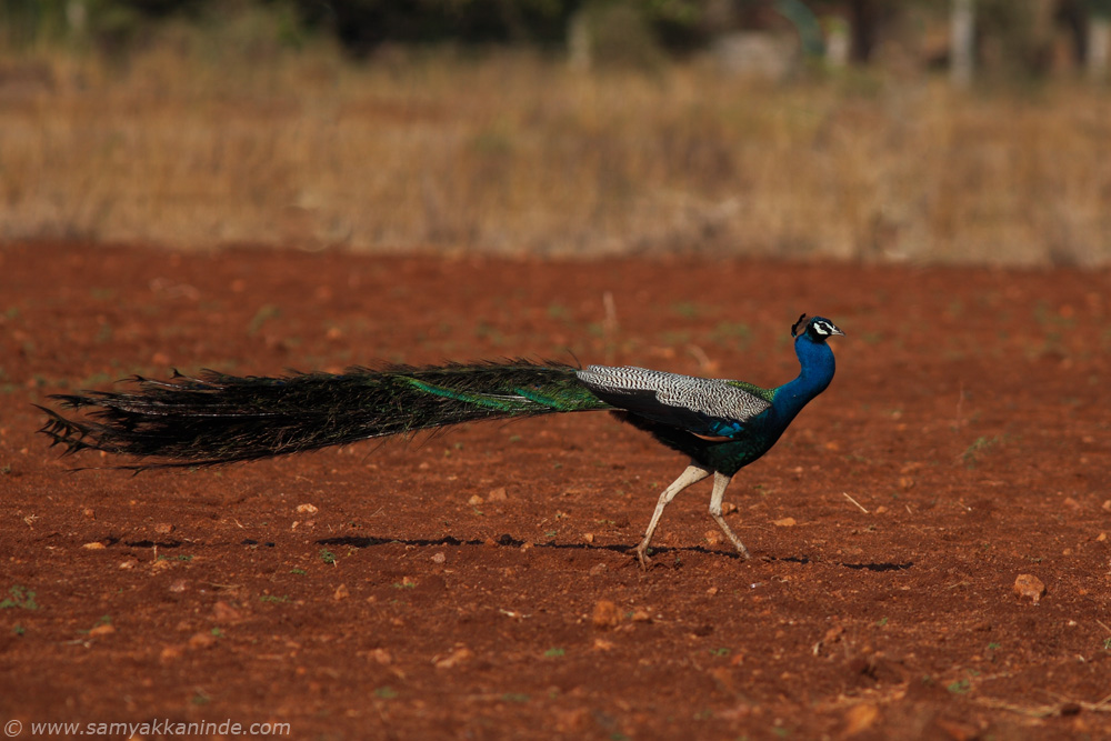 peacock in farms