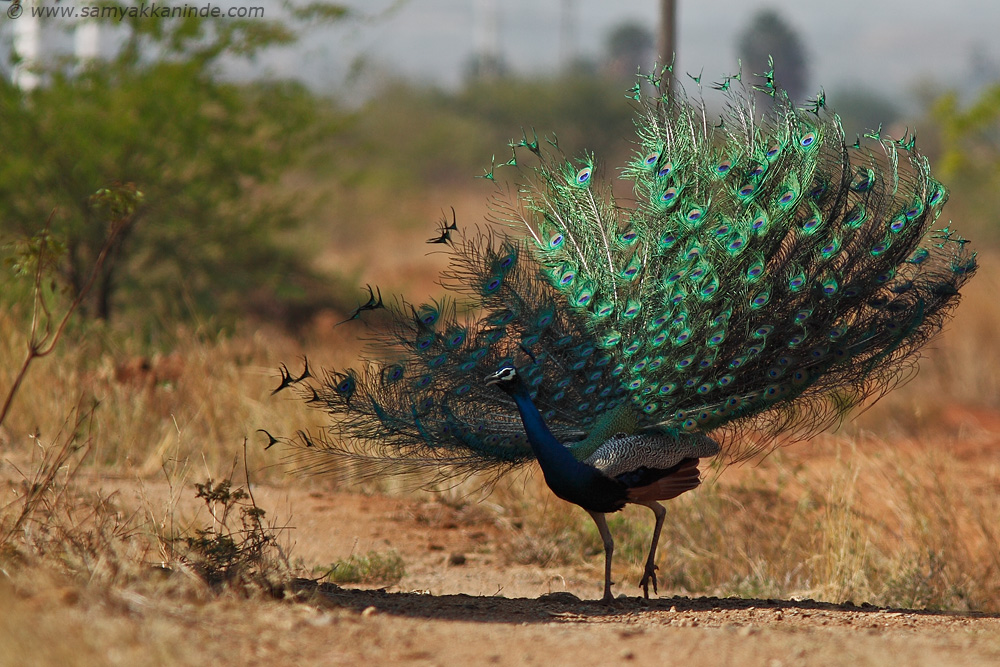 peacock dancing
