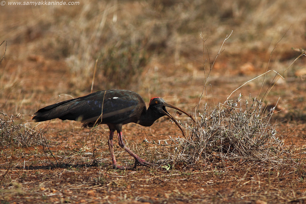 black ibis