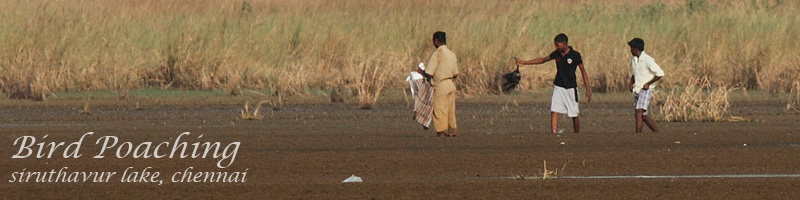 Bird poaching at Siruthavur lake