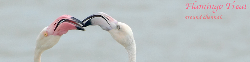 Greater Flamingo (Phoenicopterus roseus)