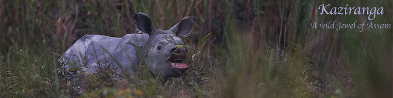 Kaziranga National Park