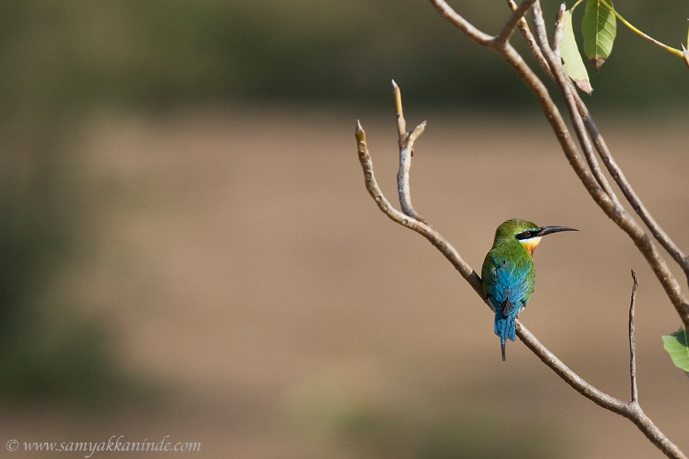 blue tailed bee eater