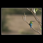 blue tailed bee eater