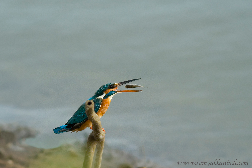 common kingfisher