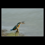 common kingfisher