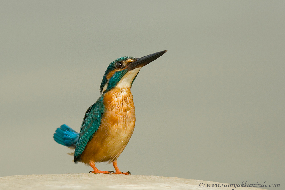 common kingfisher