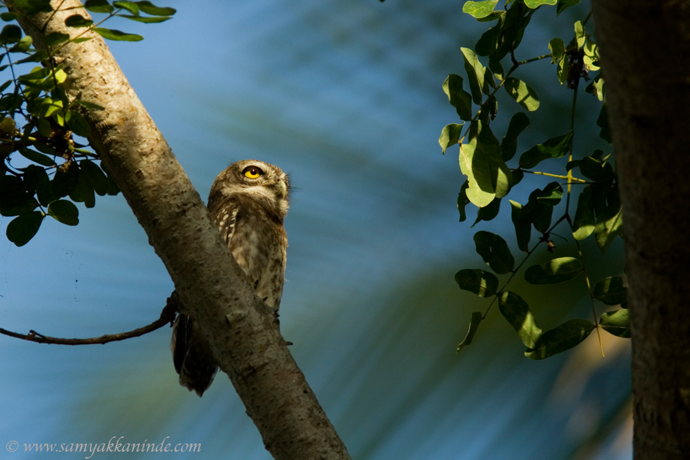 spotted owlet