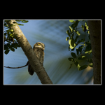 spotted owlet