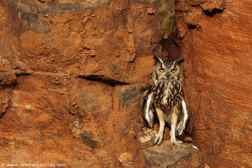 eurasian eagle owl